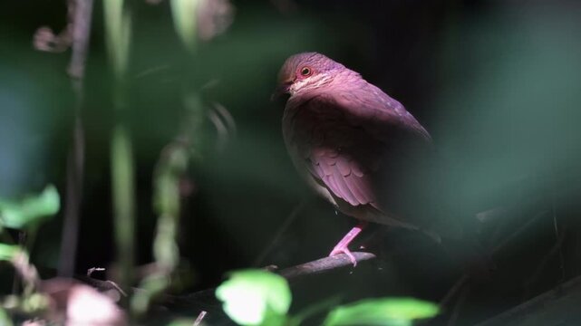 Wild still beautiful Ruddy Quail-Dove pigeon bird in Tropical jungle rainforest floor hiding