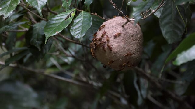 The South American swarm-founding wasp Polybia emaciata rare eusocial Vespidae because it uses mud social Wasp nest in Tropical rainforest jungle forest-2