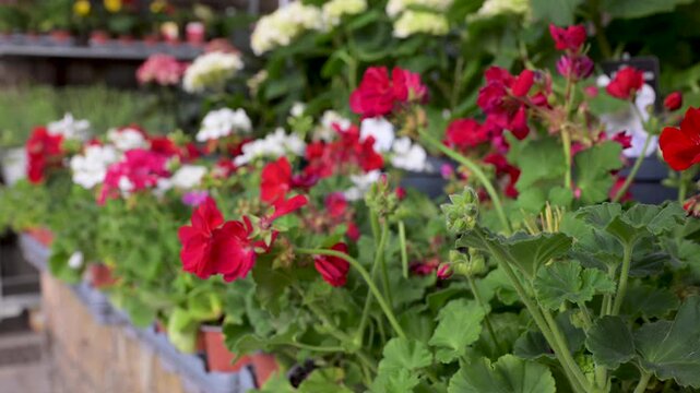 Bright red geraniums flourish in a garden center, surrounded by lush greenery and other flowering plants. Perfect for gardening promotions or floral-themed projects.