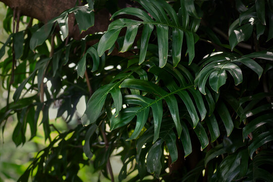 Tropical Monstera leaves growing in lush jungle.