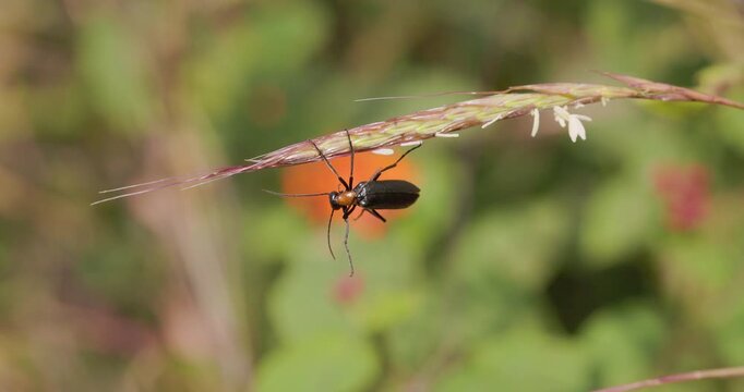 Black orange Blister Beetle hanging from grass blooms; slow motion winter morning macro grooming i