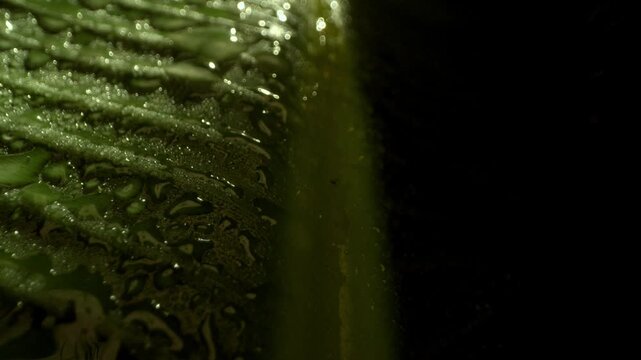 Wet green leaf vein pinnate structure texture with water droplet crossing perpendicular down along secondary veins, slow gradual push and gather, natural backdrop