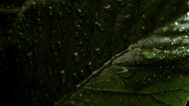 Water droplets glide down center vein crease glistening on dark green leaf with pronounced pinnate structure in moody macro backlight