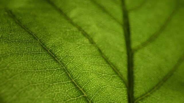 Backlit green leaf vein structure with subtle detailed organic texture, macro shallow depth of field for backdrop or background