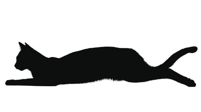 Cat silhouette captured in a dynamic crouching pose reveals the supple texture of a feline body preparing to pounce across a stark white backdrop.