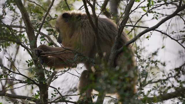 A howler monkey moves through the branches of a tree, surrounded by lush foliage. Ideal for wildlife documentaries or educational content.