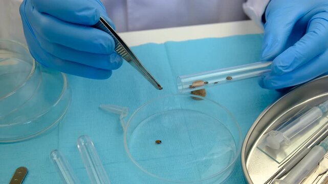 The tick laboratory is conducting an analysis. Selective focus.