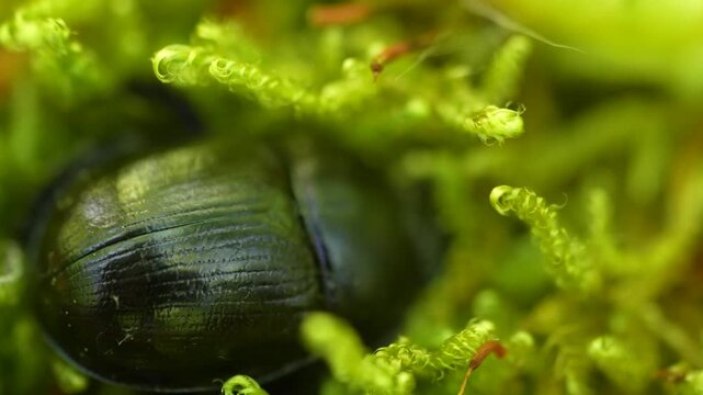 Dor Beetle Elytra And Carapace Detail On Bright Green Moss, Extreme Close Up Shot