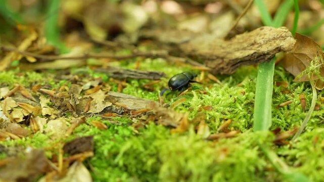 Dor Beetle Walking On Moss And Leaf Litter Between Dead Leaves And Bark, Low Angle Shot