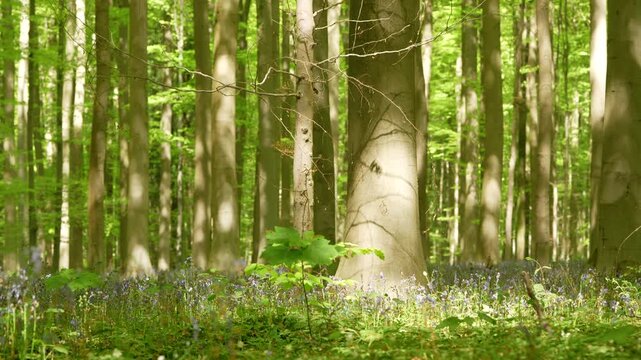 Hallerbos Beech Forest With Bluebell Carpet And Soft Morning Light, Establishing Shot