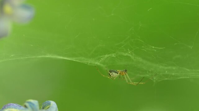 Small Spider On Silk Web Between Bluebell Flowers Against Green Background, Macro Shot