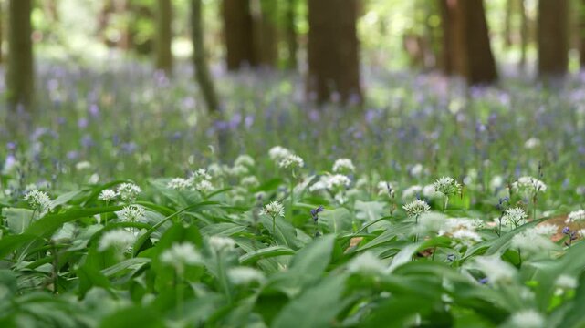 Woodland Floor Covered In Wild Garlic With Common Bluebell Flowers In The Background. Selective Focus Shot