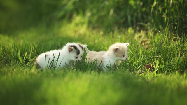 Two playful little kittens in the grass at sunset