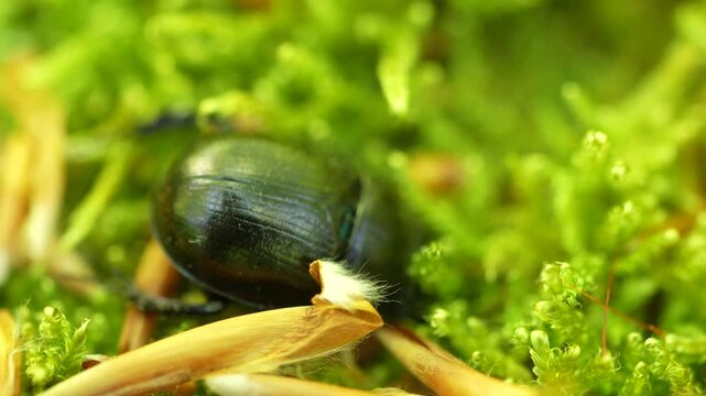 Dor Beetle On Moss And Dead Leaf With Green Bokeh Background, Macro Shot
