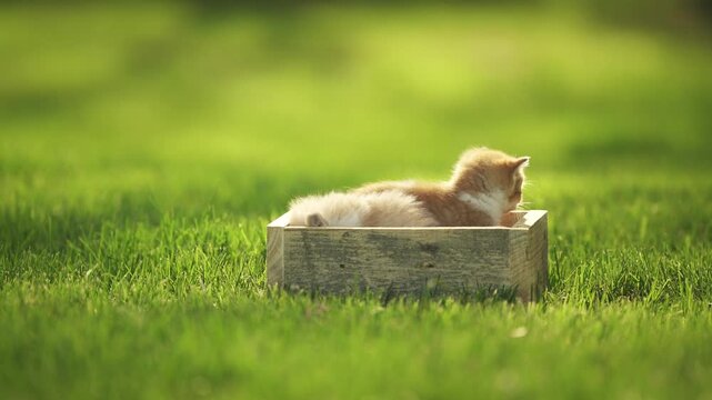 Tiny playful kittens in a wooden box