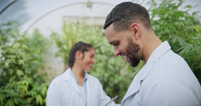 Cannabis, team or scientist with tablet in greenhouse, growth report or hemp development inspection. Medical research, marijuana plant or happy people with tech for production check, scroll or talk