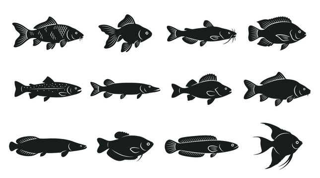 A premium vector silhouette icon set featuring 12 freshwater fish species including koi carp, goldfish, catfish, tilapia, trout, pike, perch, carp, arapaima, gourami, snakehead fish, and angelfish
