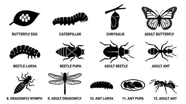 A flat silhouette vector set of 12 insect life cycle stages including butterfly egg, caterpillar, chrysalis, adult butterfly, beetle larva, pupa, adult beetle, dragonfly nymph, adult dragonfly,