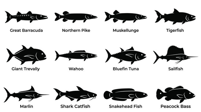&ldquo;A modern vector silhouette set of 12 predatory fish including great barracuda, northern pike, muskellunge, tigerfish, giant trevally, wahoo, bluefin tuna, sailfish, marlin, shark catfish, snakehead 