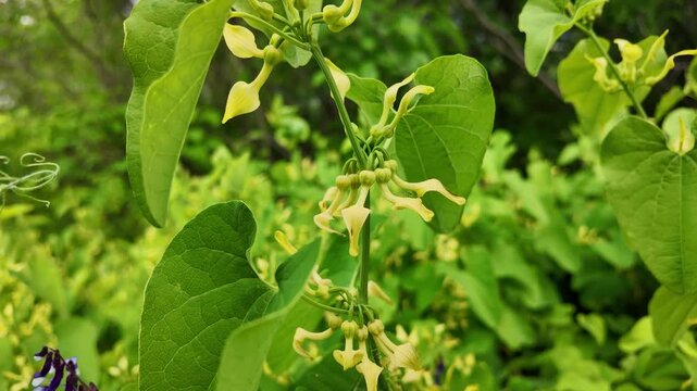 High-quality slow-motion footage showcasing a closeup of European birthwort (Aristolochia clematitis). Distinctive pale yellow tubular flowers and vibrant green heart-shaped leaves gently sway.