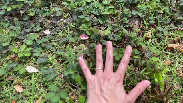 Green park surrounded by tropical plant garden , stock footage