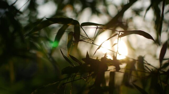 Vibrant bamboo leaves backlit by warm golden afternoon sunlight creating glowing yellow-green tones over blurred lake background