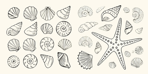 Seashells And Starfish Collection Detailed Sketch Style Illustration © Prodip