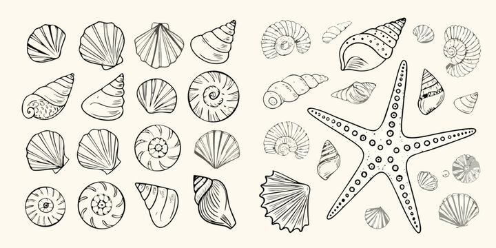 Seashells And Starfish Collection Detailed Sketch Style Illustration