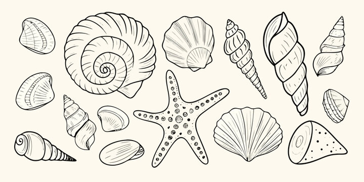 Seashells And Starfish Collection Hand drawn Sketch Style Illustration