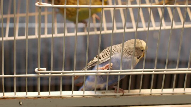 Green budgerigar parakeet perched on stick inside metal wire cage at pet market with padlock bird for sale