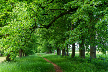 Park przy letniej rezydencji J. K. Branickiego w Choroszczy, Podlasie, Polska © podlaski49