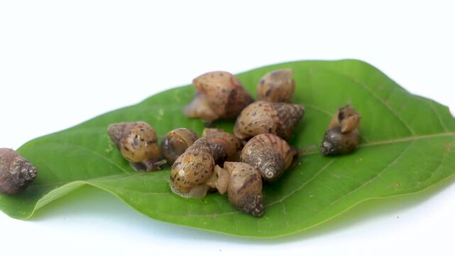Group of young Achatina fulica snails clustering on green leaves. Macro photography highlighting detailed mollusk shells, tropical biodiversity, and small animal activity.