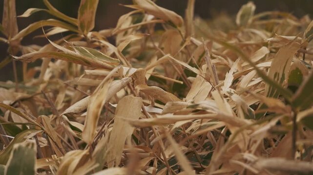 Close-up of gently swaying Kuma bamboo grass