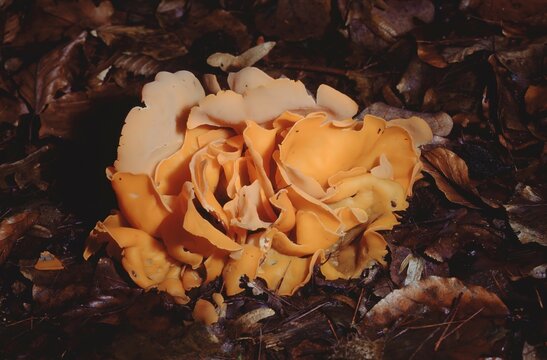 Aleuria aurantia or orange peel fungus
