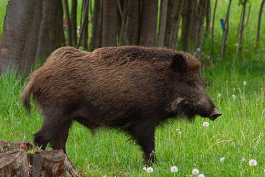 Wild Boar in Forest Meadow  | Dzik na leśnej łące