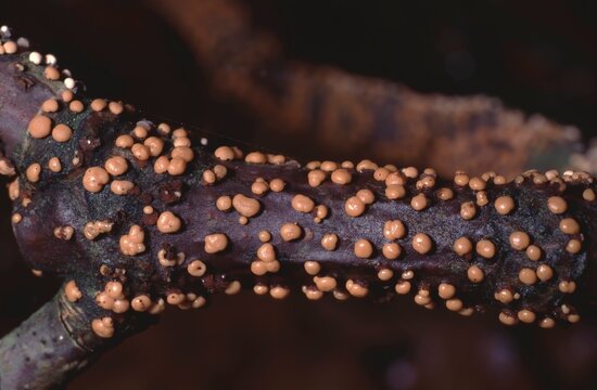 Nectria sp oe Coral Spot or Nectria Canker.