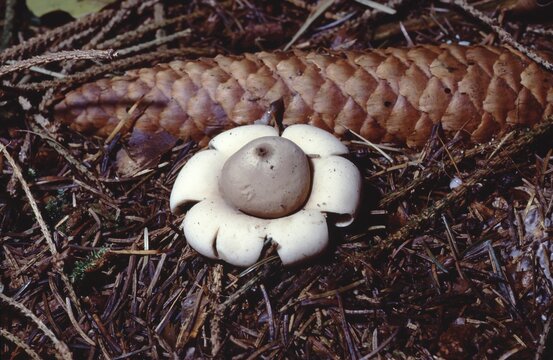 Geastrum fimbriatum or  fringed earthstar