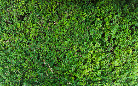 Dense green bush foliage pattern. Top view of natural shrub leaves texture for background.