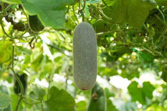 Winter melon cultivating on trellis in farm greenhouse
