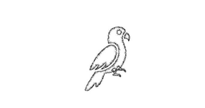 Sketch parrot icon animation - smooth progressive reveal