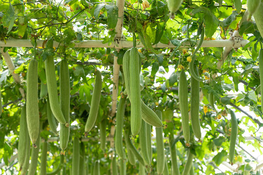 Luffa sponge gourds hanging from green trellised vine