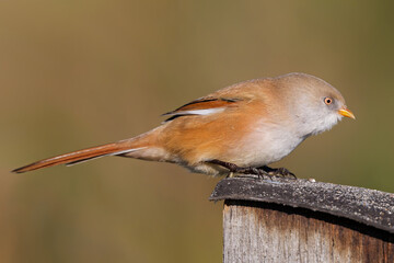 Weibliche  Bartmeise © JuergenL