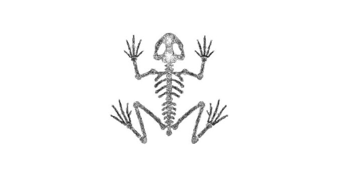 Sketch Frog Skeleton icon animation - smooth progressive reveal