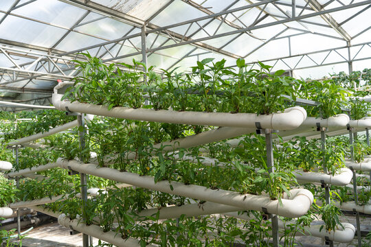 Hydroponic plants growing in greenhouse farming system