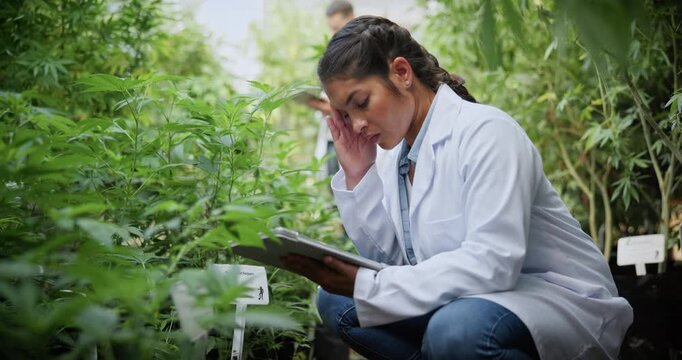 Scientist, headache and woman with tablet for plants, quality control or frustrated by crop failure. Biologist, migraine and person with tech for inspection, stress and cannabis with pest infestation