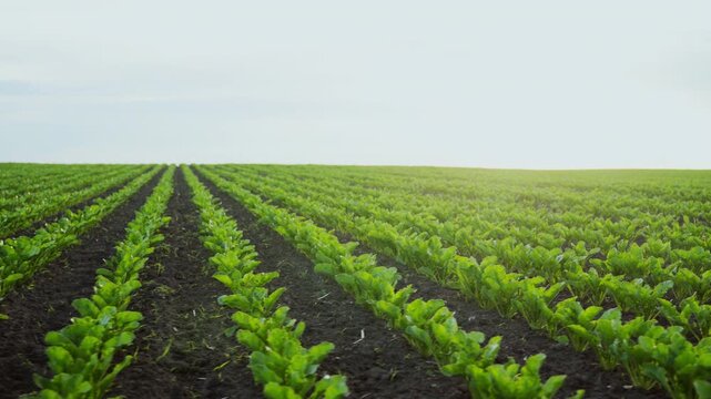 Rows of young sugar beet plants growing in a vast agricultural field under a bright, cloudy sky at sunset