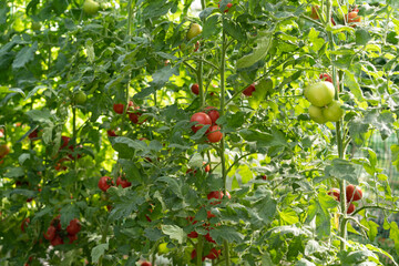 Obraz premium Ripe and unripe tomatoes growing on abundant plants