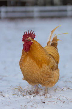 Buff Orpington rooster free ranging on a snowy covered pasture