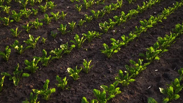 Green sugar beet seedlings growing in agricultural field with beautiful sunlight shining on the young leaves and crops