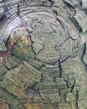 Natural Bark Texture of Nothofagus Obliqua Tree with Detailed Weathered Patterns